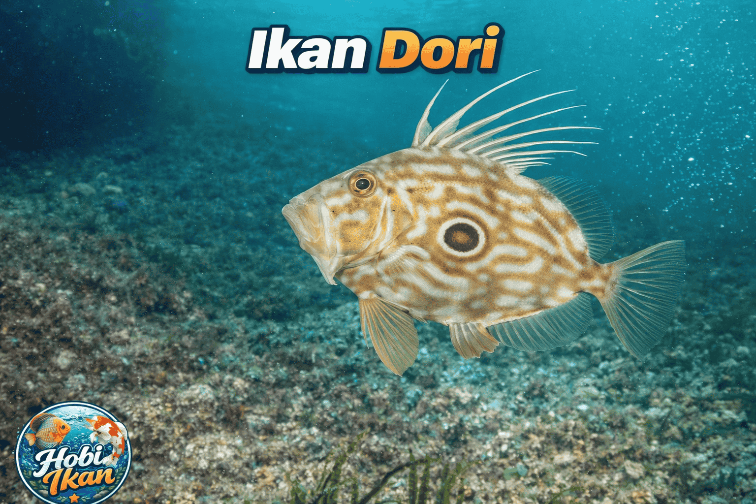 bintik hitam ikan dori