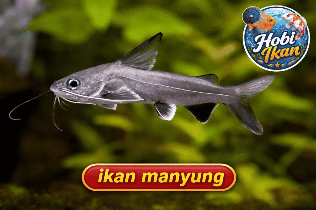 Ikan manyung