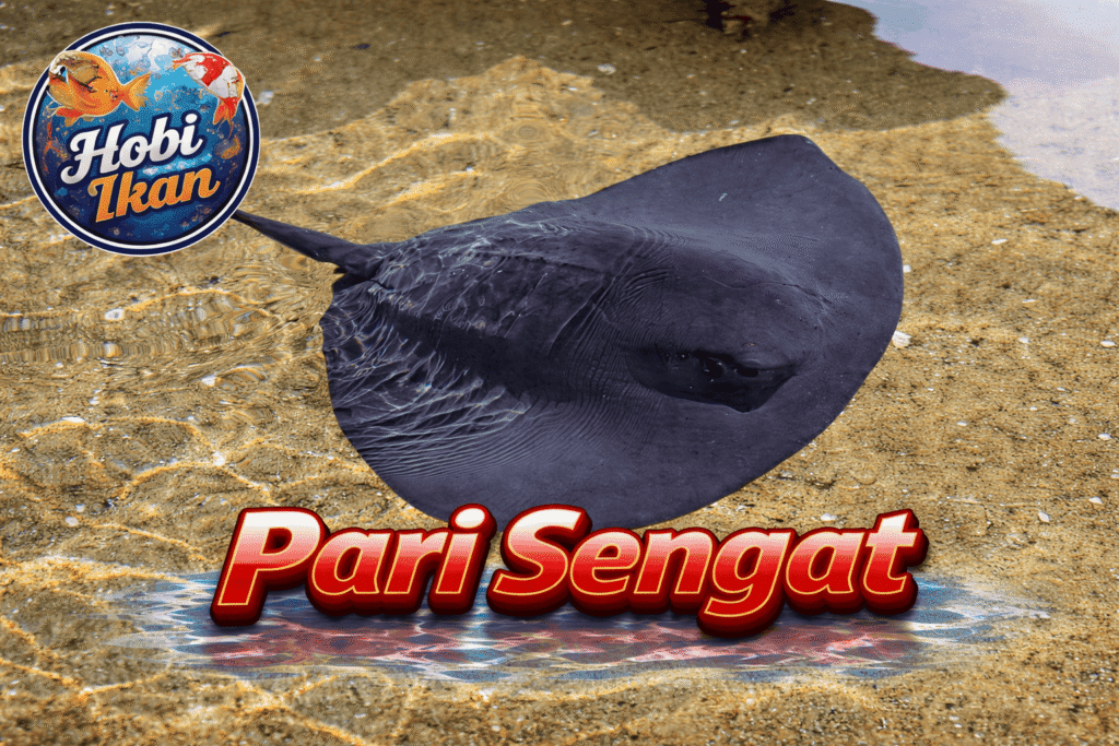ikan Pari sengat